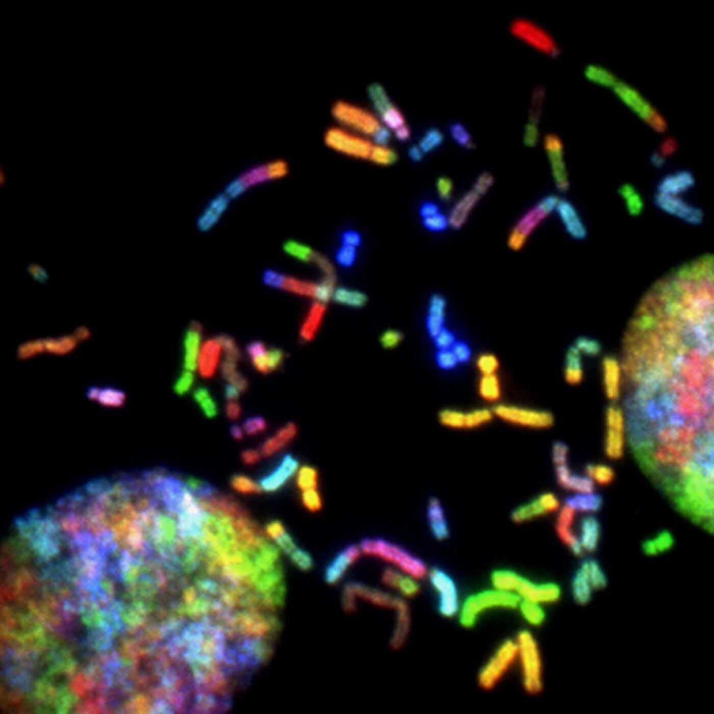 Colorful chromosomes on a black bakground.