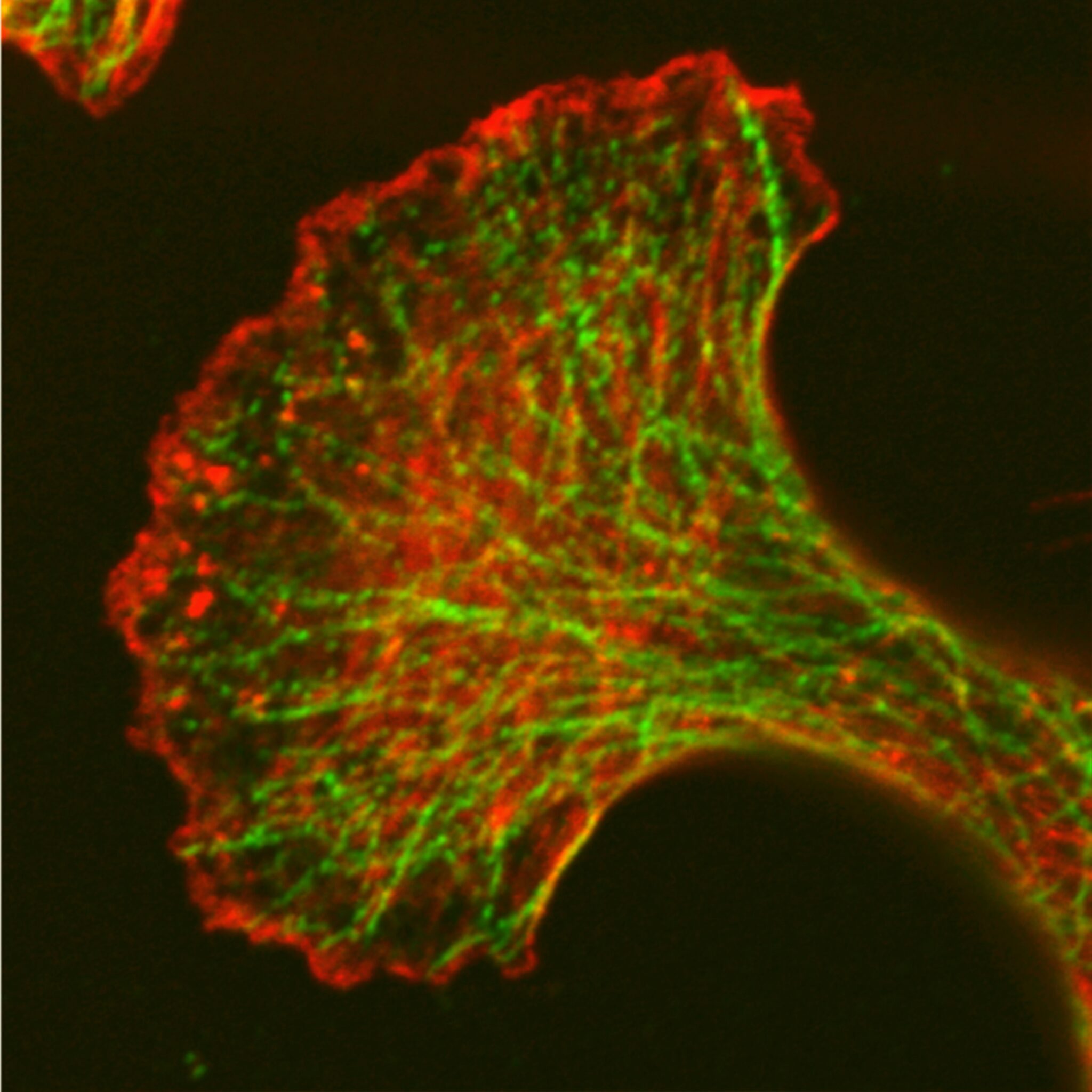 A green and red cell shaped like a tree against a black background.